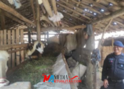 Sat Brimob Polda Jabar Patroli Harkamtibmas Antisipasi Pencurian Hewan Ternak