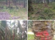 Oknum Serobot 165 Ha Lahan PTPN IV di Bukit Suligi, Nekat Panen Sawit dan Pasang Patok Ilegal
