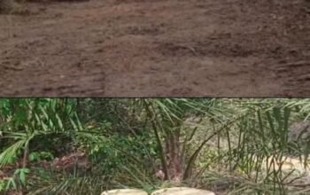 Bongkar! Dugaan Mafia Sawit HPK Rohil: Aset Negara Dipakai, BBM Subsidi Disedot, Oknum Aparat Diduga Terlibat