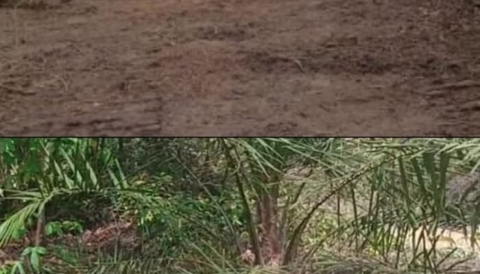 Bongkar! Dugaan Mafia Sawit HPK Rohil: Aset Negara Dipakai, BBM Subsidi Disedot, Oknum Aparat Diduga Terlibat