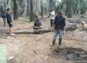 Polres Bengkalis Tetapkan Tersangka Karhutla di Bukit Batu, Lahan Gambut 5 Hektare Terbakar