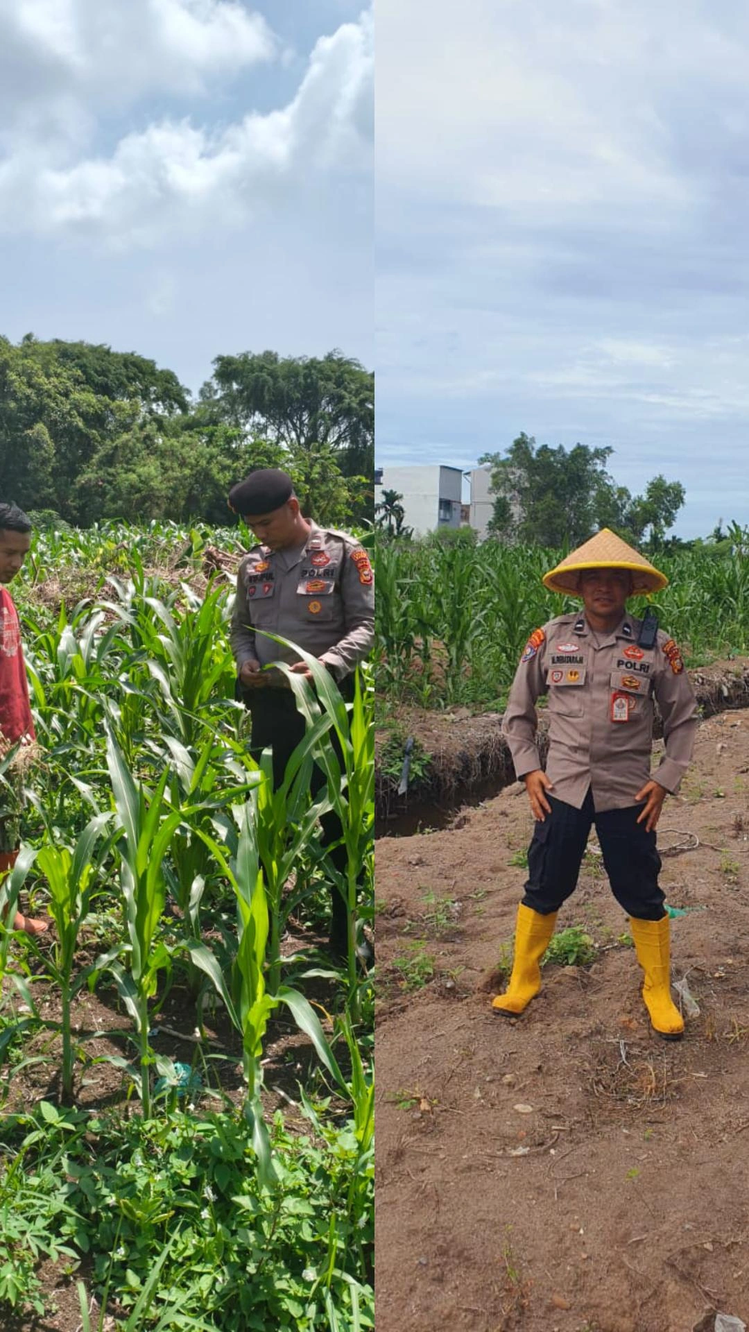 Polsek KSKP Dumai dan Kelompok Tani Tuah Brata Pangan Intensif Pantau Jagung, Dukung Ketahanan Pangan Nasional