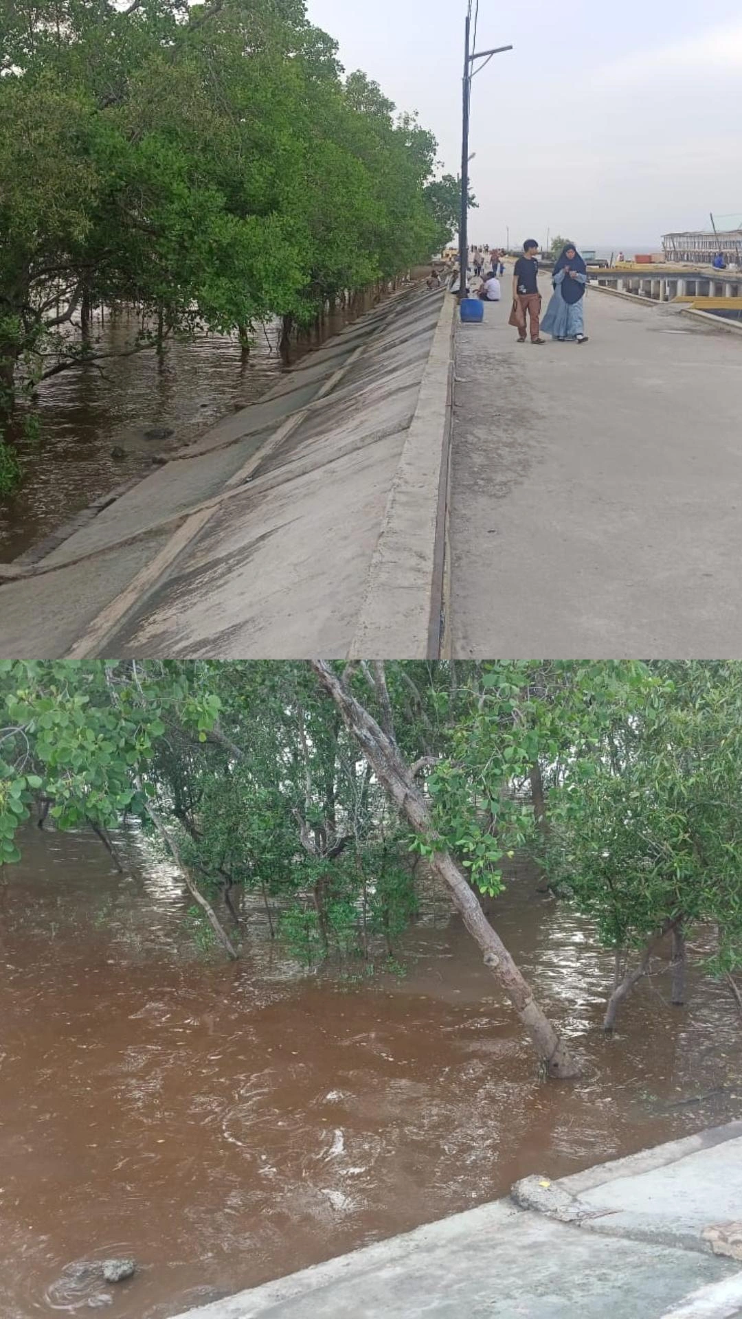 Kondisi perairan pesisir Dumai di kawasan mangrove yang menjadi sorotan warga terkait dugaan pencemaran laut.
