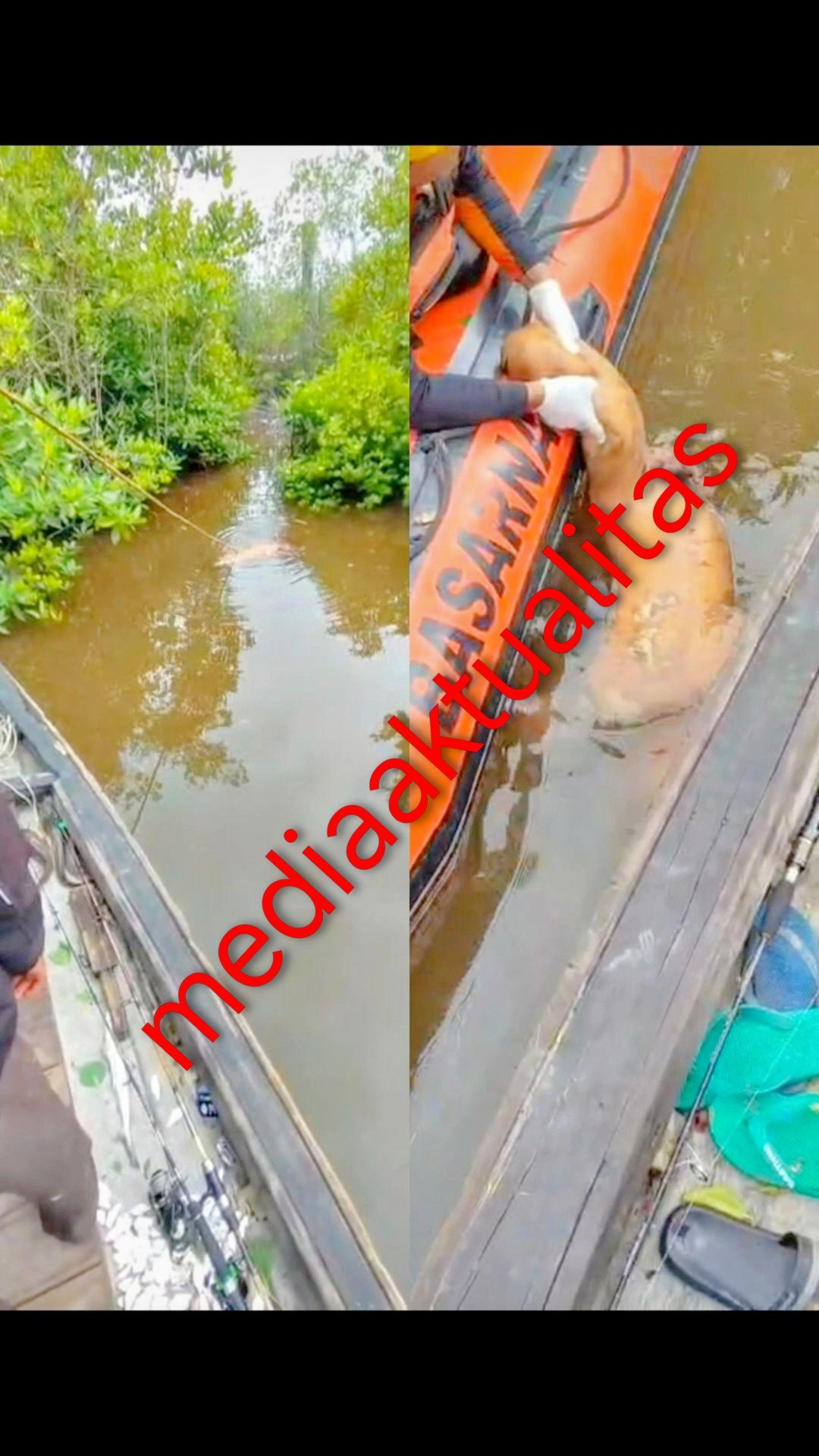 Pemuda di Dumai Ditemukan Tewas, Diduga Diterkam Buaya